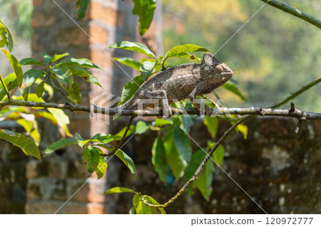Majestic Oustalet's Chameleon Perched on a Branch. 120972777