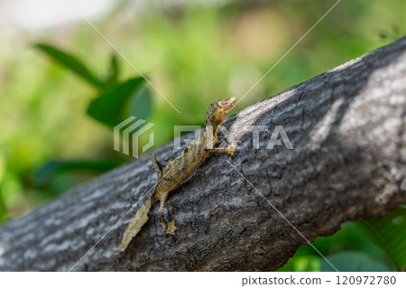 Camouflaged Marvel: A Leaf-tailed Gecko Perfectly Blends into Its Surroundings. Camouflaged Marvel: A Leaf-tailed Gecko Perfectly Blends into Its Surroundings. 120972780