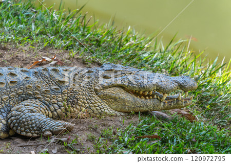 Crocodile by the Pond in Andasibe Reserve, Madagascar. Crocodile by the Pond in Andasibe Reserve, Madagascar. 120972795