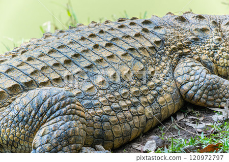Crocodile by the Pond in Andasibe Reserve, Madagascar. Crocodile by the Pond in Andasibe Reserve, Madagascar. 120972797