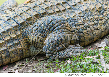 Crocodile by the Pond in Andasibe Reserve, Madagascar. Crocodile by the Pond in Andasibe Reserve, Madagascar. 120972798