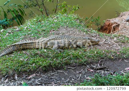 Crocodile by the Pond in Andasibe Reserve, Madagascar. Crocodile by the Pond in Andasibe Reserve, Madagascar. 120972799