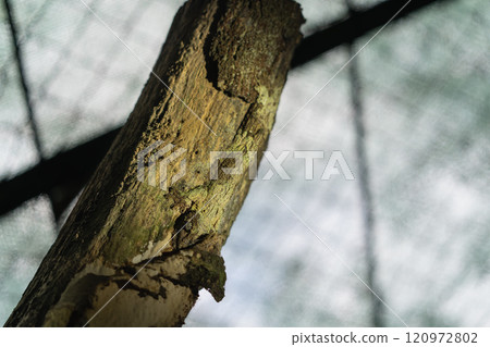 Camouflaged Marvel: A Leaf-tailed Gecko Perfectly Blends into Its Surroundings. 120972802