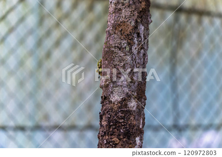 Camouflaged Marvel: A Leaf-tailed Gecko Perfectly Blends into Its Surroundings. Camouflaged Marvel: A Leaf-tailed Gecko Perfectly Blends into Its Surroundings. 120972803