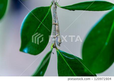 Tiny Chameleon Camouflaged on Branch in Andasibe Reserve, Madagascar. Tiny Chameleon Camouflaged on Branch in Andasibe Reserve, Madagascar. 120972804