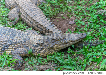 Crocodile by the Pond in Andasibe Reserve, Madagascar. 120972806
