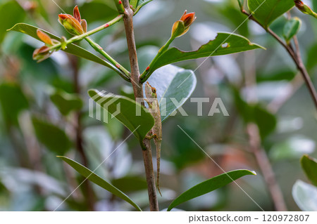 Tiny Chameleon Camouflaged on Branch in Andasibe Reserve, Madagascar. 120972807