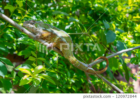 Panther Chameleon Striking a Pose, Madagascar. Panther Chameleon Striking a Pose, Madagascar. 120972844
