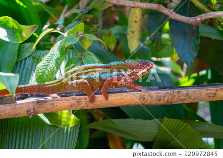 Panther Chameleon Striking a Pose, Madagascar. Panther Chameleon Striking a Pose, Madagascar. 120972845
