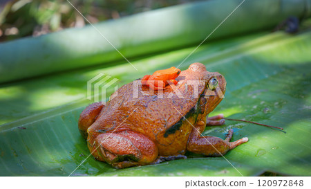 Tomato Frog Carrying Golden Mantella Frog, Reserve Peyrieras Madagascar Exotic. 120972848