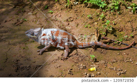 Panther Chameleon Shedding Skin on Forest Floor, Madagascar. Panther Chameleon Shedding Skin on Forest Floor, Madagascar. 120972850