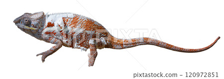 Panther Chameleon Shedding Skin on Forest Floor, Madagascar. isolated image. 120972851