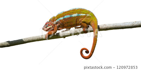 Panther Chameleon Striking a Pose, Madagascar. isolated image. Panther Chameleon Striking a Pose, Madagascar. isolated image. 120972853