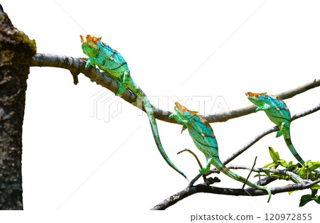 Parson's chameleons climbs a tree branch. Madagascar reserve. Isolated image. 120972855