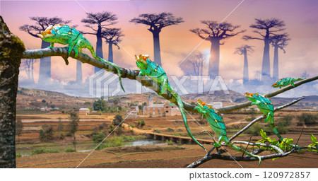 Parson's Chameleon with Baobab Trees and Rural Madagascar Background. 120972857