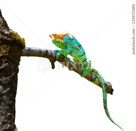 Parson's Chameleon Climbing on Branch in Madagascar Reserve. isolated image. Parson's Chameleon Climbing on Branch in Madagascar Reserve. isolated image. 120972860