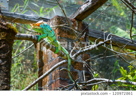 Parson's Chameleon Climbing on Branch in Madagascar Reserve. 120972861