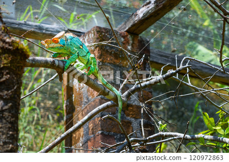 Parson's Chameleon Climbing on Branch in Madagascar Reserve. Parson's Chameleon Climbing on Branch in Madagascar Reserve. 120972863