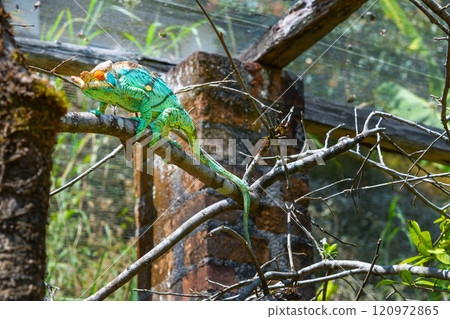 Parson's Chameleon Climbing on Branch in Madagascar Reserve. Parson's Chameleon Climbing on Branch in Madagascar Reserve. 120972865
