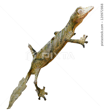 Leaf-tailed Gecko: Close-up of a Perfectly Camouflaged Reptile. isolated image. Leaf-tailed Gecko: Close-up of a Perfectly Camouflaged Reptile. isolated image. 120972868