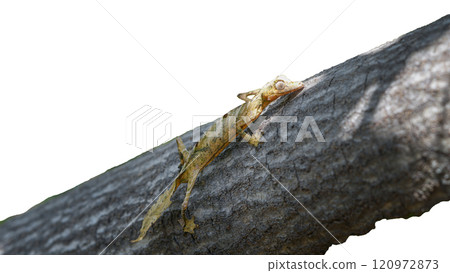 Leaf-tailed Gecko: Close-up of a Perfectly Camouflaged Reptile. isolated image. Leaf-tailed Gecko: Close-up of a Perfectly Camouflaged Reptile. isolated image. 120972873