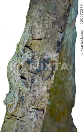 Leaf-tailed Gecko: Close-up of a Perfectly Camouflaged Reptile. isolated image. Leaf-tailed Gecko: Close-up of a Perfectly Camouflaged Reptile. isolated image. 120972879