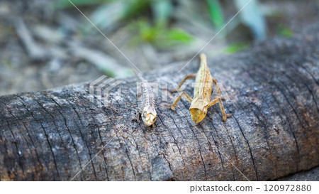 Tiny Brown Leaf Chameleon Crawling on Forest Floor. Tiny Brown Leaf Chameleon Crawling on Forest Floor. 120972880
