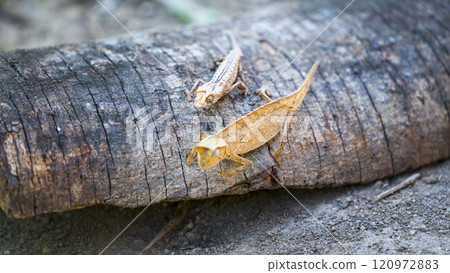 Tiny Brown Leaf Chameleon Crawling on Forest Floor. Tiny Brown Leaf Chameleon Crawling on Forest Floor. 120972883