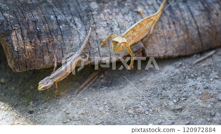 Tiny Brown Leaf Chameleon Crawling on Forest Floor. 120972884