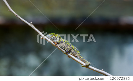 Carpet Chameleon on Branch in Reserve Peyrieras, Madagascar. 120972885