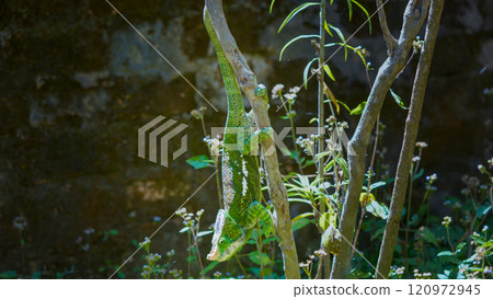 Parson's chameleon(Calumma parsonii) on a tree branch hunting. Madagascar. Parson's chameleon(Calumma parsonii) on a tree branch hunting. Madagascar. 120972945