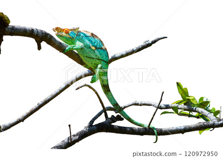 Parson's Chameleon Climbing on Branch in Madagascar Reserve. isolated image. 120972950