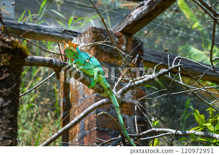 Parson's Chameleon Climbing on Branch in Madagascar Reserve. 120972951