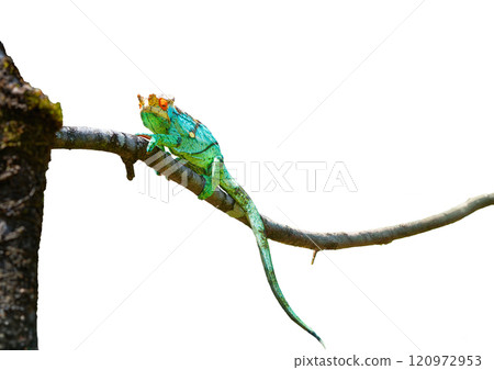Parson's Chameleon Climbing on Branch in Madagascar Reserve. isolated image. Parson's Chameleon Climbing on Branch in Madagascar Reserve. isolated image. 120972953