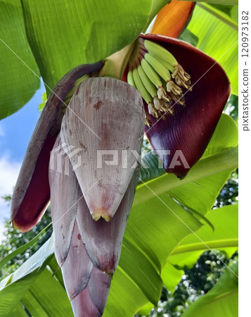 A beautiful banana flower with its vibrant and vivid colors 120973182