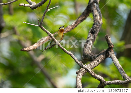 Blue tailed bee eater perching on branch of tree. 120973357