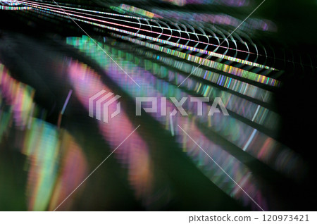 兩隻紅蜻蜓棲息在草莖上 兩隻紅蜻蜓棲息在草莖上 120973421