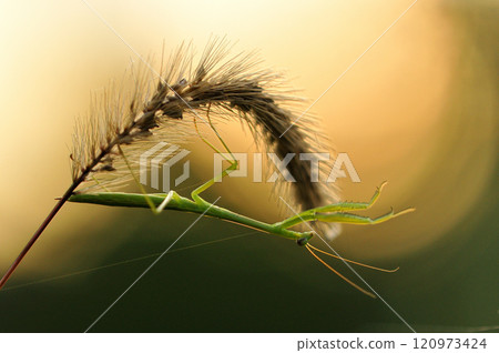 兩隻紅蜻蜓棲息在草莖上 120973424