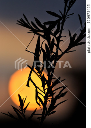 兩隻紅蜻蜓棲息在草莖上 120973425