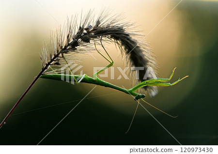 Two red dragonflies perched on a grass stalk 120973430