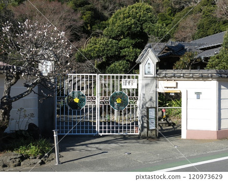 白梅花盛開的鎌倉市永勝寺(入口處) 白梅花盛開的鎌倉市永勝寺(入口處) 120973629