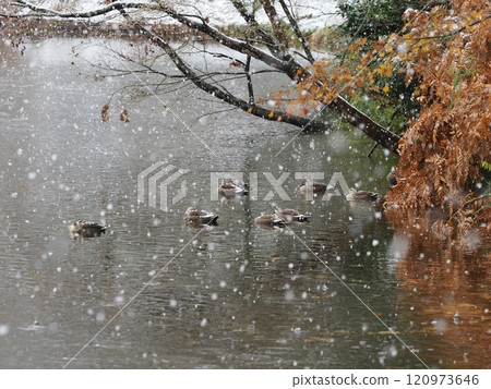 第一個雪天停車 120973646
