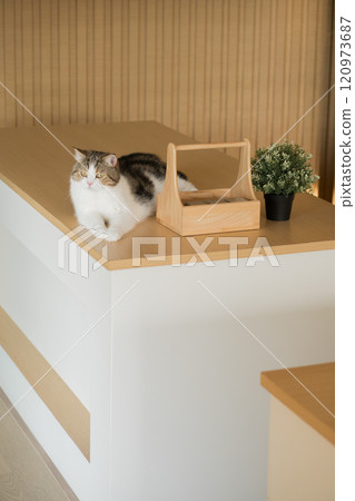 pet care concept with scottish cat relax on table in living room pet care concept with scottish cat relax on table in living room 120973687