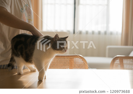 pet care concept with scottish  cat relax and play with owner on table  in living room 120973688