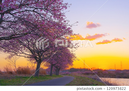 A view of the Kawazu cherry blossom trees in full bloom along the Shinkawa River in Yachiyo City against the backdrop of a spring sunset. Ver3 120973822
