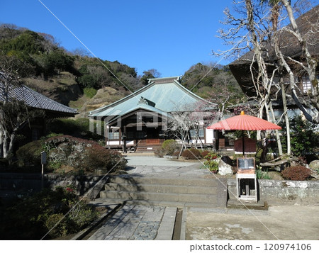 Red plum blossoms and daffodils bloom at Kaizoji Temple in Kamakura City 120974106