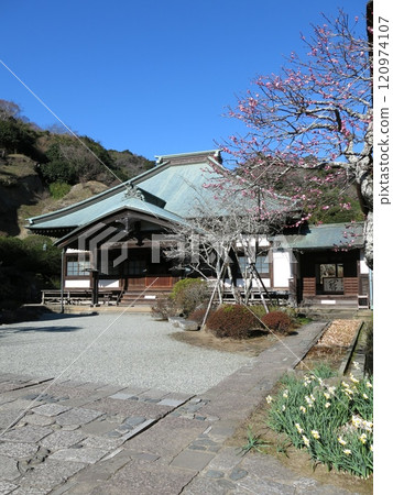紅梅和水仙花盛開的鎌倉市海藏寺(正殿) 紅梅和水仙花盛開的鎌倉市海藏寺(正殿) 120974107