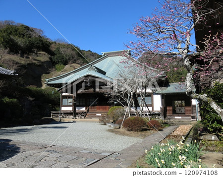 紅梅和水仙花盛開的鎌倉市海藏寺(正殿) 紅梅和水仙花盛開的鎌倉市海藏寺(正殿) 120974108