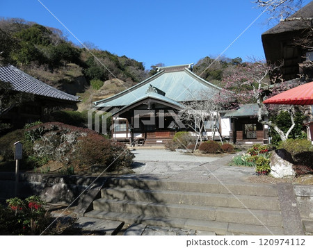 紅梅和水仙花盛開的鎌倉市海藏寺 120974112