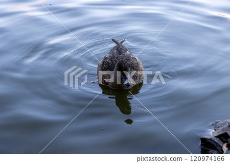 Friendly duck Friendly duck 120974166